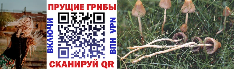 сколько стоит  Вытегра  Псилоцибиновые грибы Psilocybine cubensis 